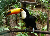 Rainforest Tucan