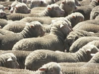 New Zealand sheep