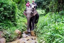Elephant tour Chiang Mai